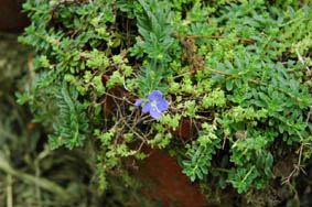 Veronica fruticans